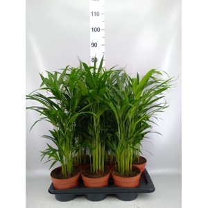 Dypsis lutescens   ...Chrysalidoca