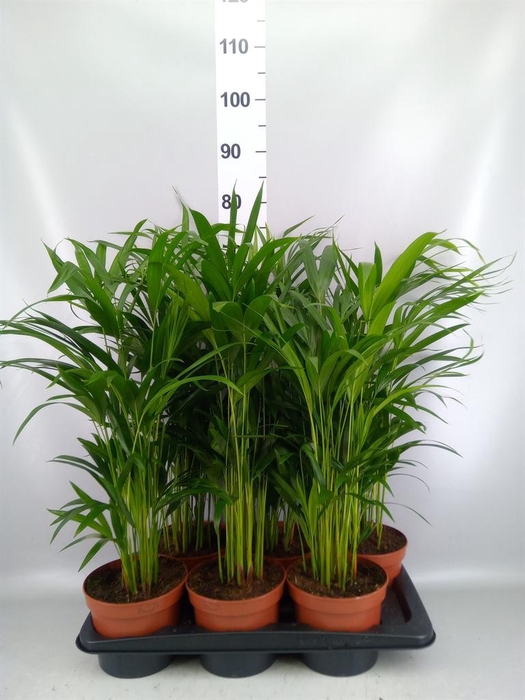 <h4>Dypsis lutescens   ...Chrysalidoca</h4>