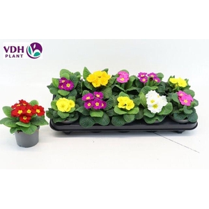 PRIM AC PARADISO MIX