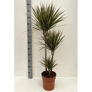 Dracaena Bicolor 21Ø 120cm 3pp