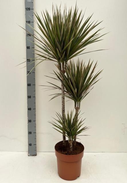 Dracaena Bicolor 21Ø 120cm 3pp