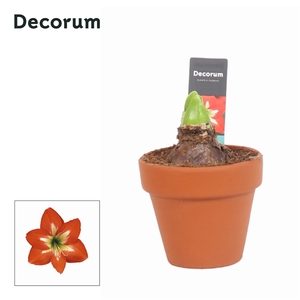 Hippeastrum Kolibri Christmas Star 2 Knop Terracotta OP (Decorum