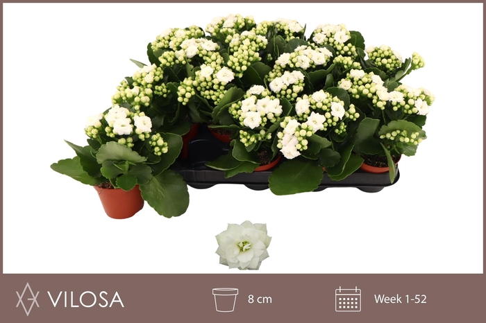 <h4>KAL GE WHITES WHITE</h4>