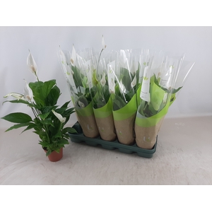 SPATH TORELLI