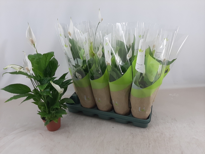 <h4>SPATH TORELLI</h4>