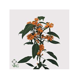 Euphorbia sp sunstream