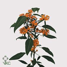 <h4>Euphorbia sp sunstream</h4>