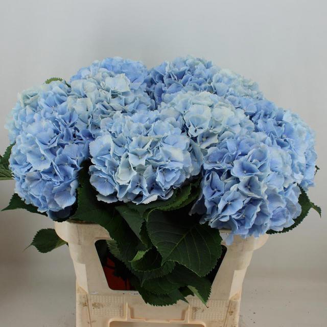 <h4>HYDR M CH VERENA BL</h4>