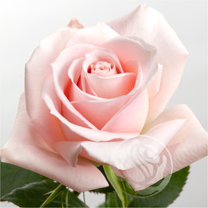 R GR SWEET ESCIMO Welyflor