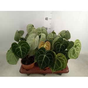 Anthurium clarinervium