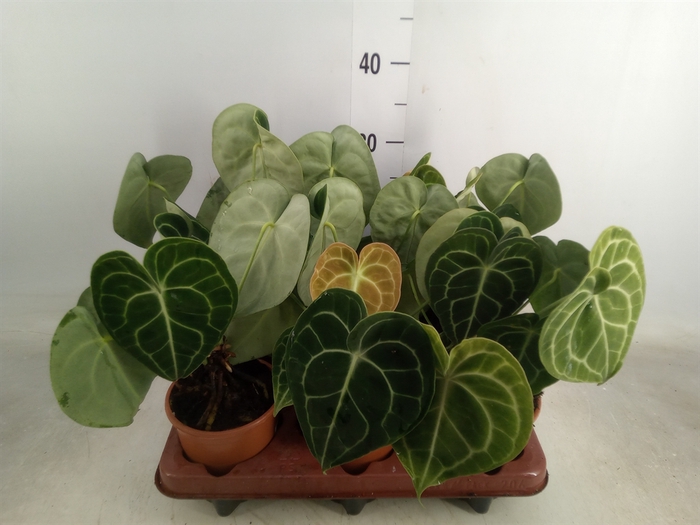 <h4>Anthurium clarinervium</h4>