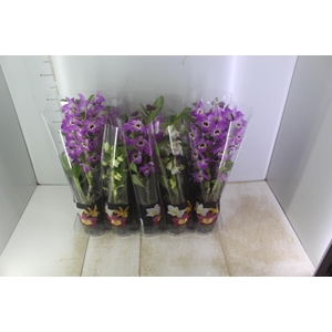 DENDROBIUM P12 PREMIUM