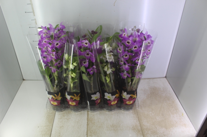 <h4>DENDROBIUM P12 PREMIUM</h4>