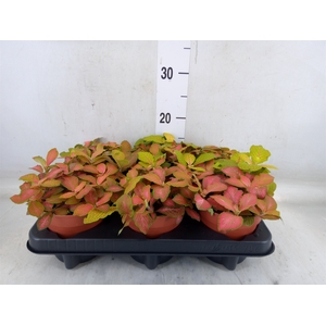 Fittonia   ...