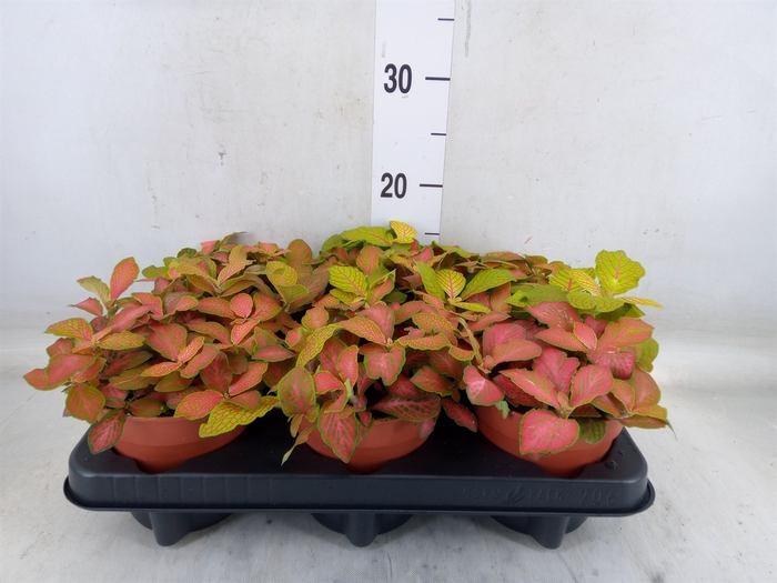 <h4>Fittonia   ...</h4>