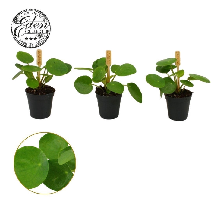 Pilea Peperomioides 5,5cm