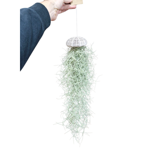 Tillandsia schelp usneoides XL