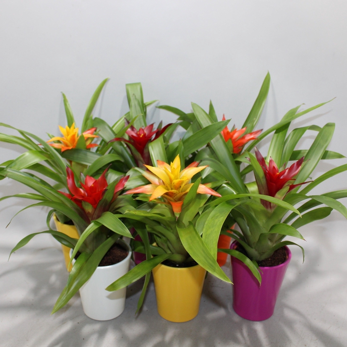 <h4>Guzmania Compact Gemengd Coco</h4>