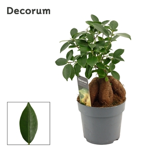 Ficus Ginseng 14 cm Retusa (Decorum)