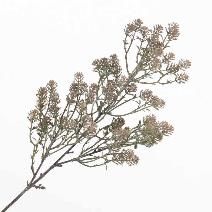 <h4>Sedum Spray Brown LV330172BRN</h4>