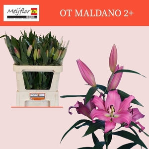 LI OT MALDANO 2KP