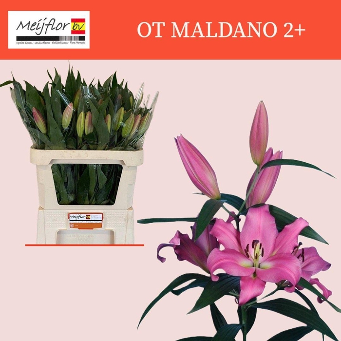 <h4>LI OT MALDANO 2KP</h4>