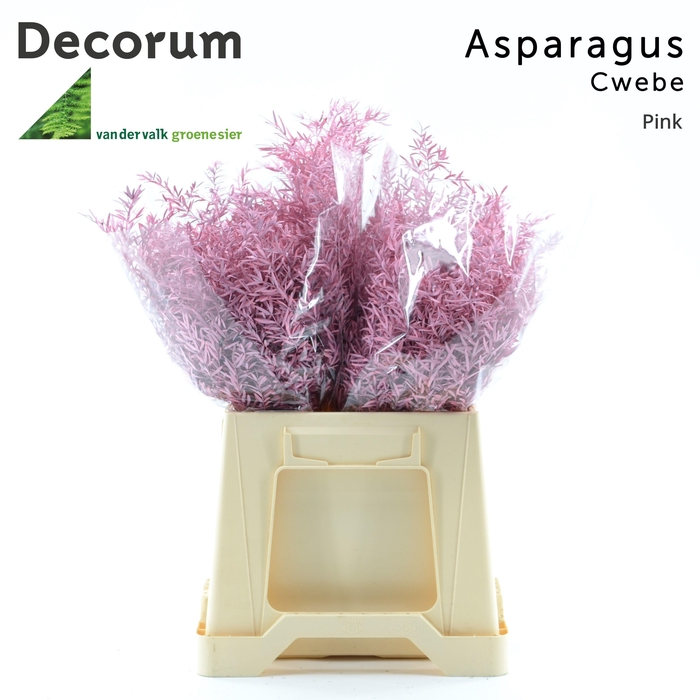 <h4>Asp cwebe Pink</h4>