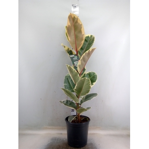 Ficus elastica 'Tineke'