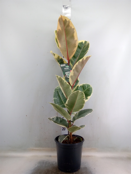 <h4>Ficus elastica 'Tineke'</h4>