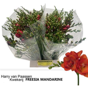 Fr Du Mandarine Orange