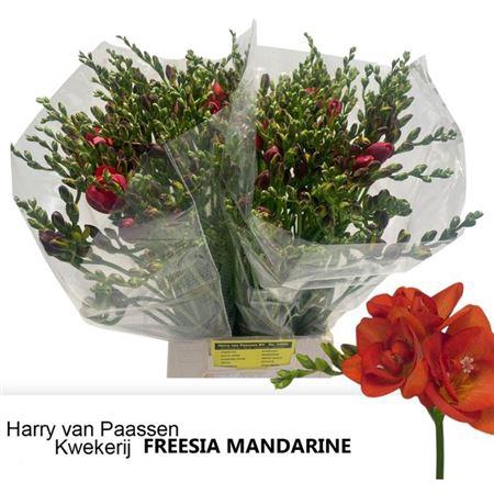 <h4>Fr Du Mandarine Orange</h4>