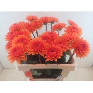 Dahlia Love Of My Life Baars