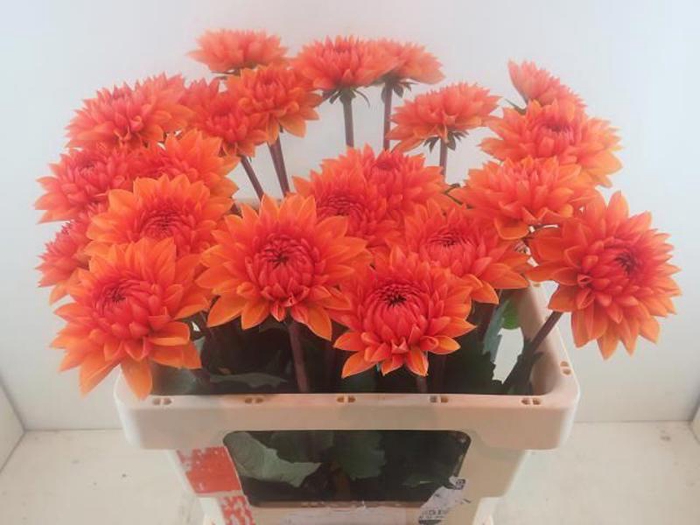 <h4>Dahlia Love Of My Life Baars</h4>