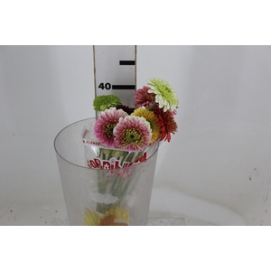 GERBERA PASTINI < 050 CM < 10 CM DIAM VARIADO