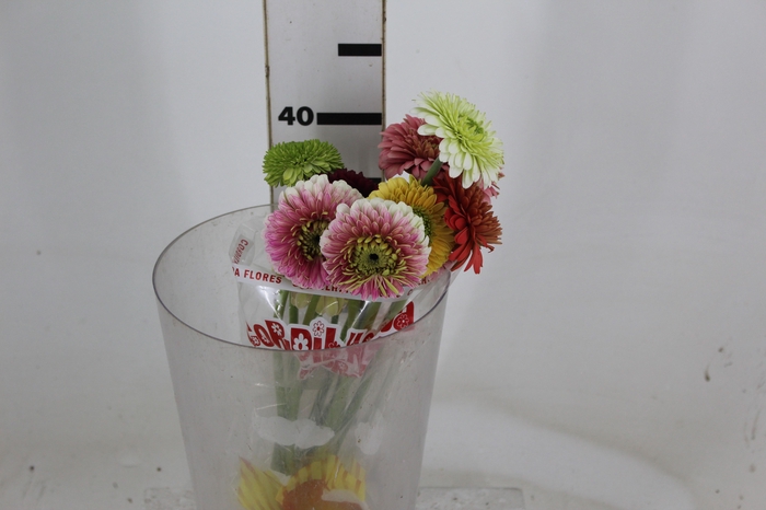 <h4>GERBERA PASTINI < 050 CM < 10 CM DIAM VARIADO</h4>