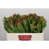 Leucadendron Goldstrike