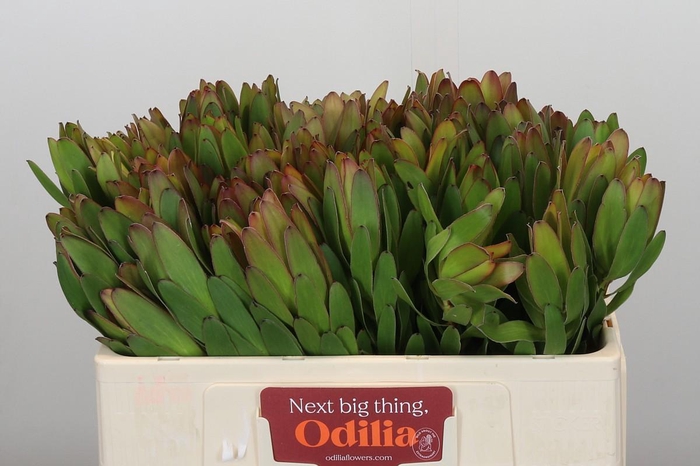 <h4>Leucadendron Goldstrike</h4>