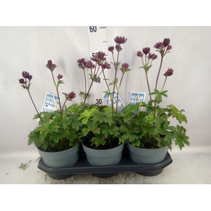 Astrantia major