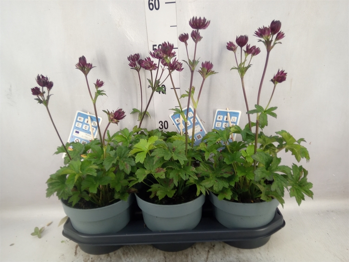 <h4>Astrantia major</h4>