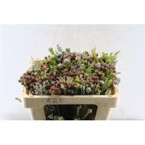 Kaaps Groen Gemengd In Bos