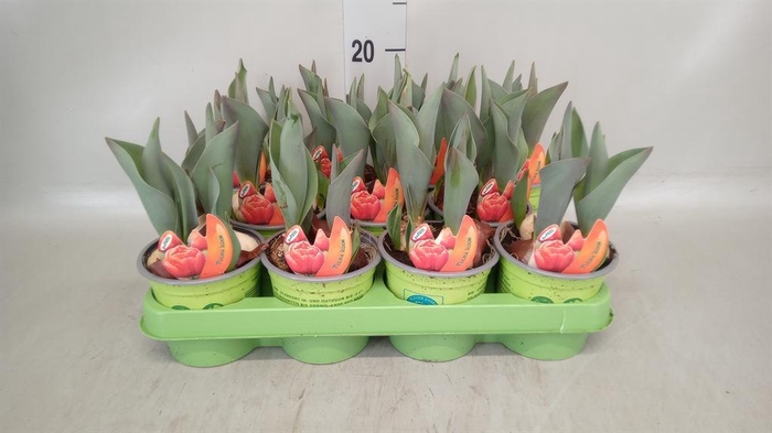 <h4>Tulipa   ...</h4>