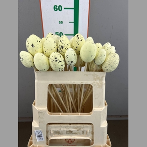 KIEVIETS EI 4 CM OP STOK