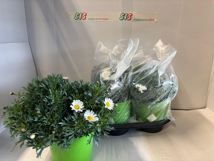 <h4>ARG STELLA 2000</h4>