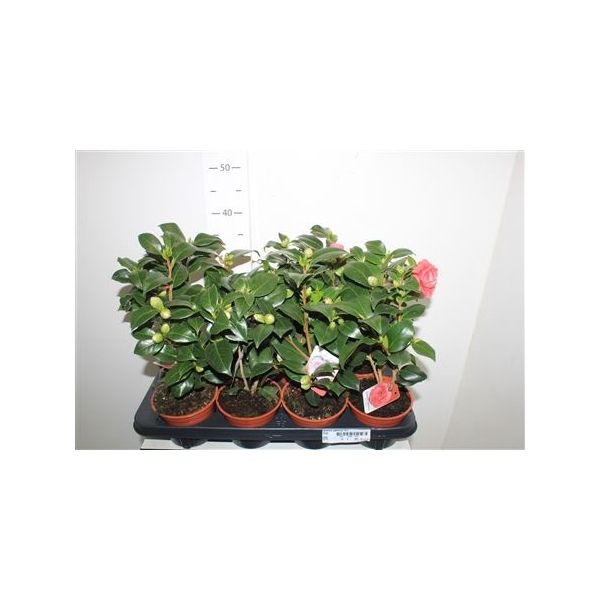 <h4>Camellia Japonica 10+</h4>