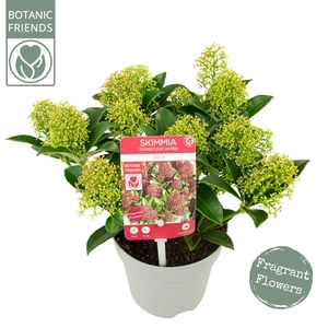 Skimmia japonica Magic Marlot