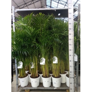 Dypsis lutescens   ...Chrysalidoca