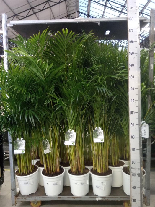 <h4>Dypsis lutescens   ...Chrysalidoca</h4>