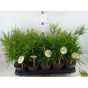 Asparagus falcatus