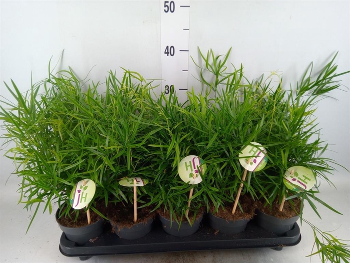 <h4>Asparagus falcatus</h4>