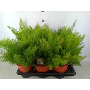 Asparagus dens. 'Meyers'